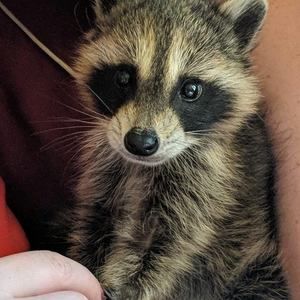 Meet your Posher, Crystal